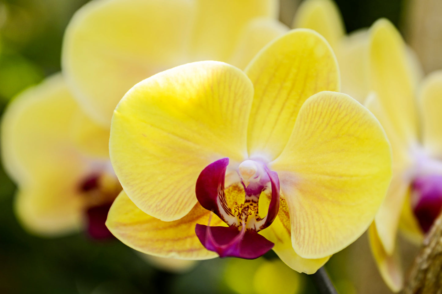 Orchids Wholesale