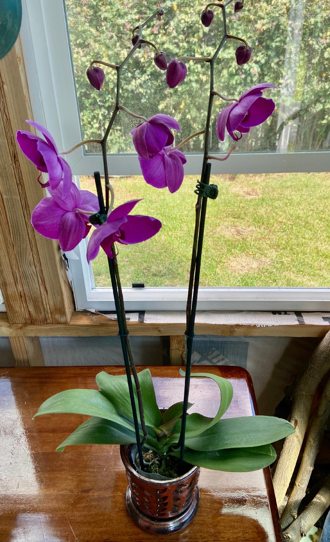 Orchid Arrangements