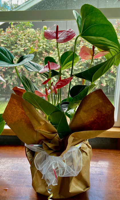 Hearts On A Stem ~ Air Purifying