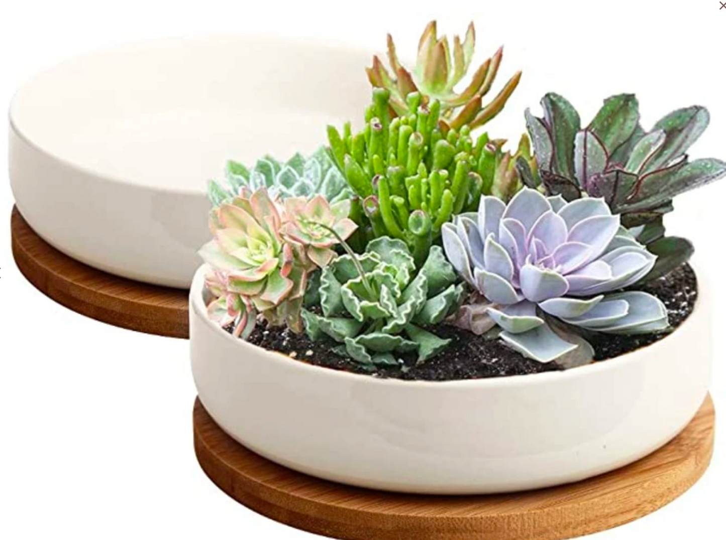 White Ceramic Circle, Live Succulent Arrangement with Bamboo Tray