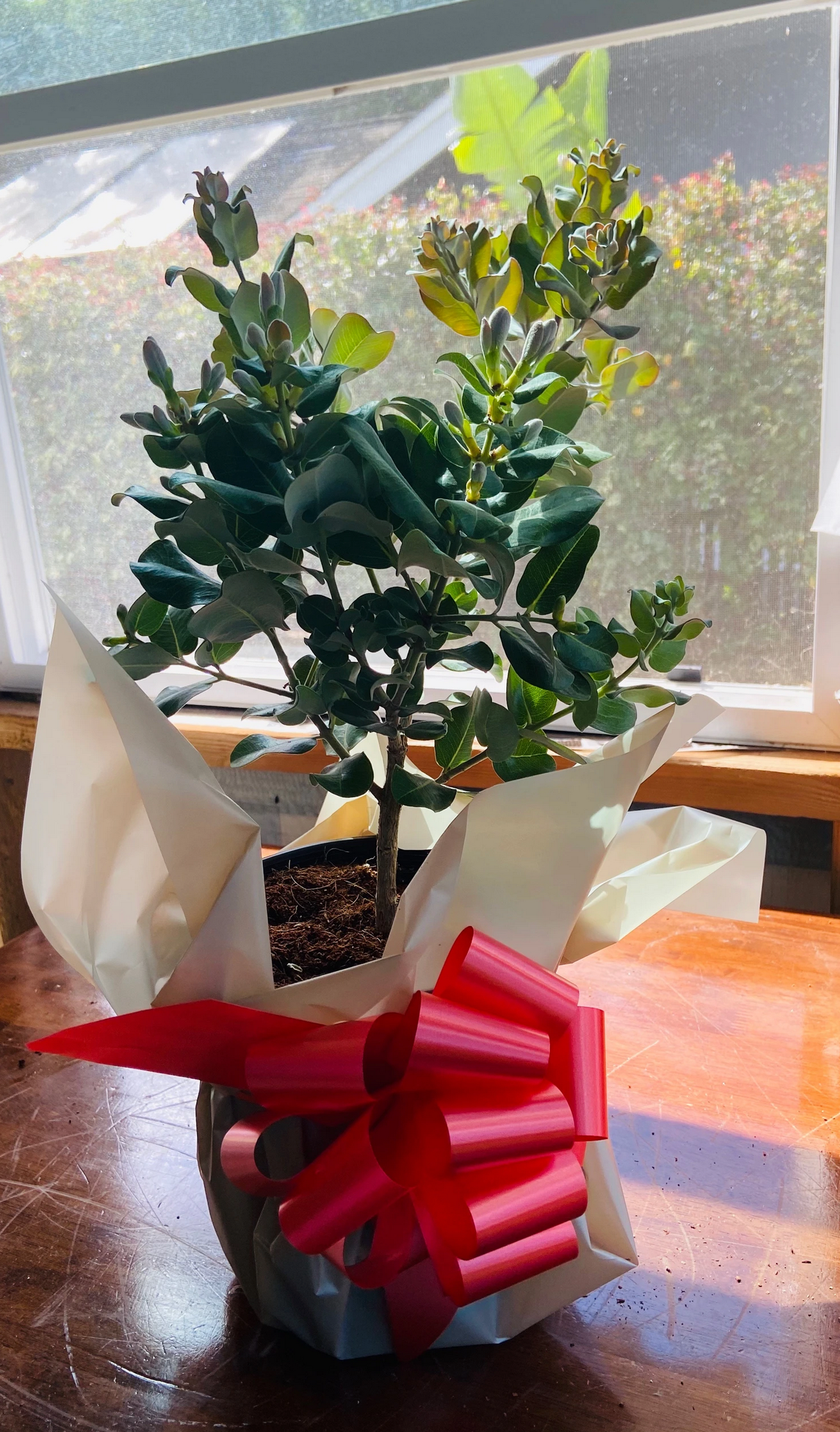 ‘Ōhi‘a Lehua Live Plant Gift - Native Plant