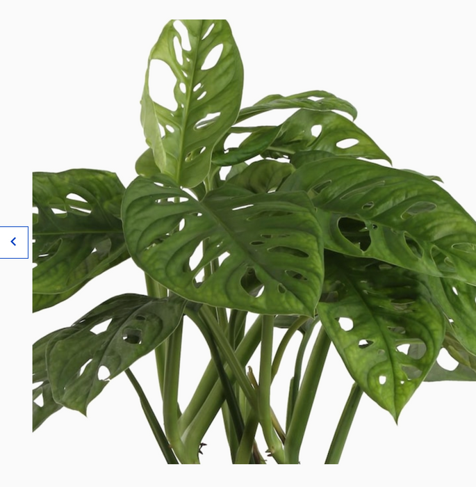 Swiss Monstera