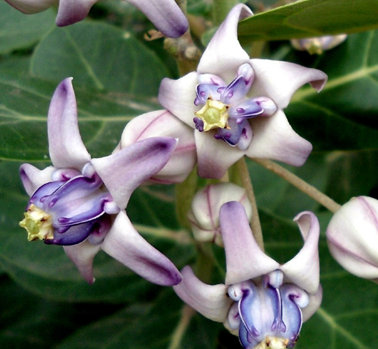 Crown Flower - Puakalaunu ~ Queen Liliuokalani's favorite