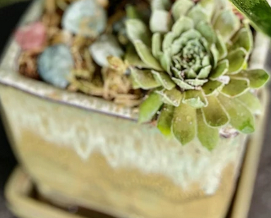 Add a Succulent Rosette and Ceramic Pot