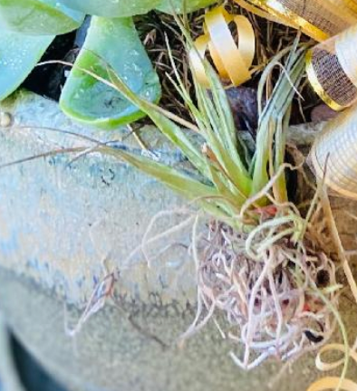 pele's hair air plant Air Plant with Pele's Hair Accent
