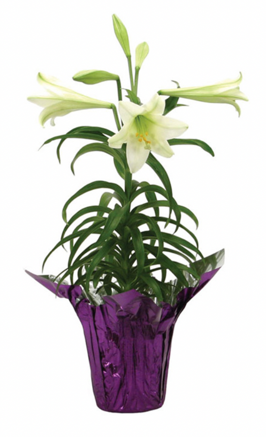 Easter Lily - One left