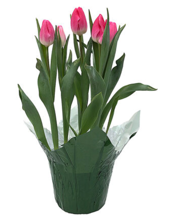 Potted Spring Tulips