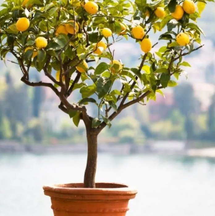 lemon plant pot size Dwarf Citrus 5 Star Choice ~ Fresh Grown On Maui — Lehua's Forest, Flower Arrangements & Fruit Trees
