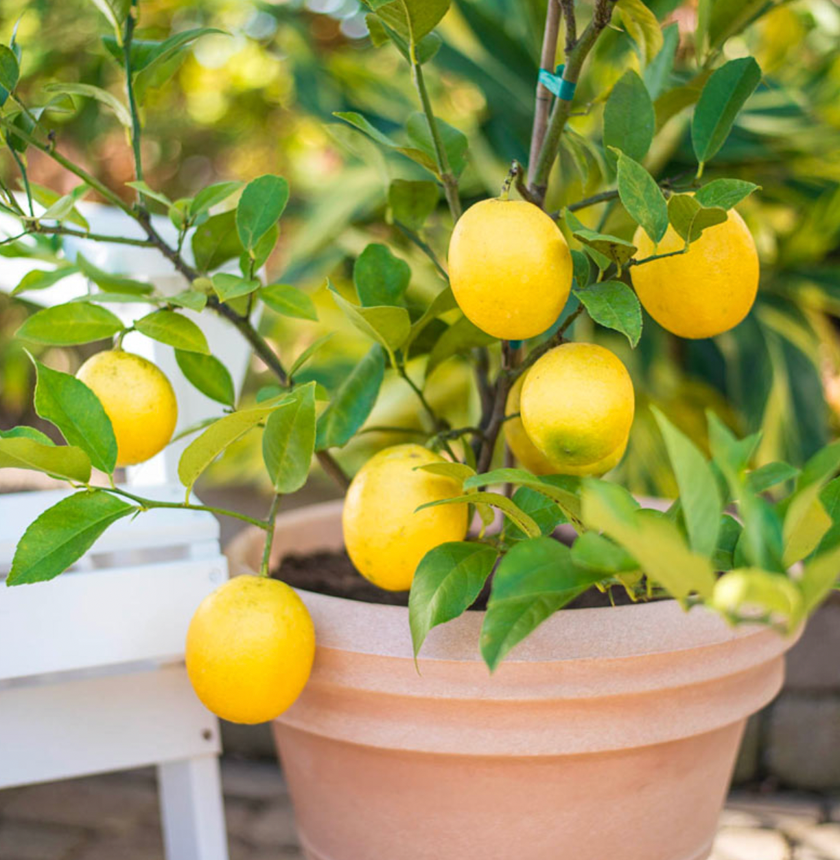 Dwarf Citrus 5 Star Choice ~ Fresh Grown On Maui