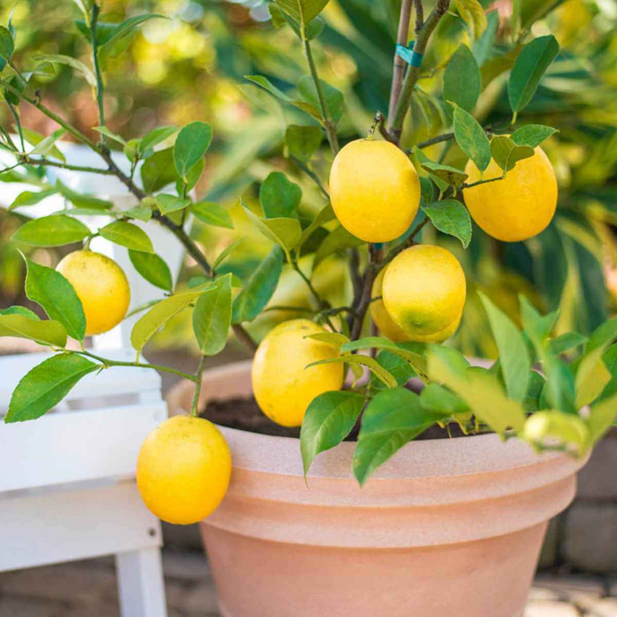 Dwarf Citrus 5 Star Choice ~ Fresh Grown On Maui — Lehua's Forest, Flower  Arrangements & Fruit Trees