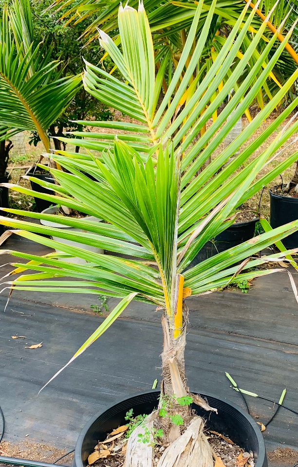 Landscaping Dwarf Golden Palms