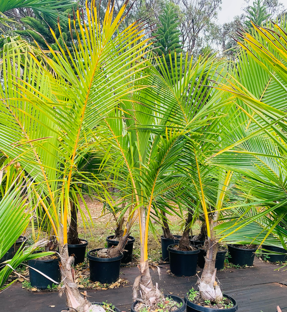 Landscaping Dwarf Golden Palms