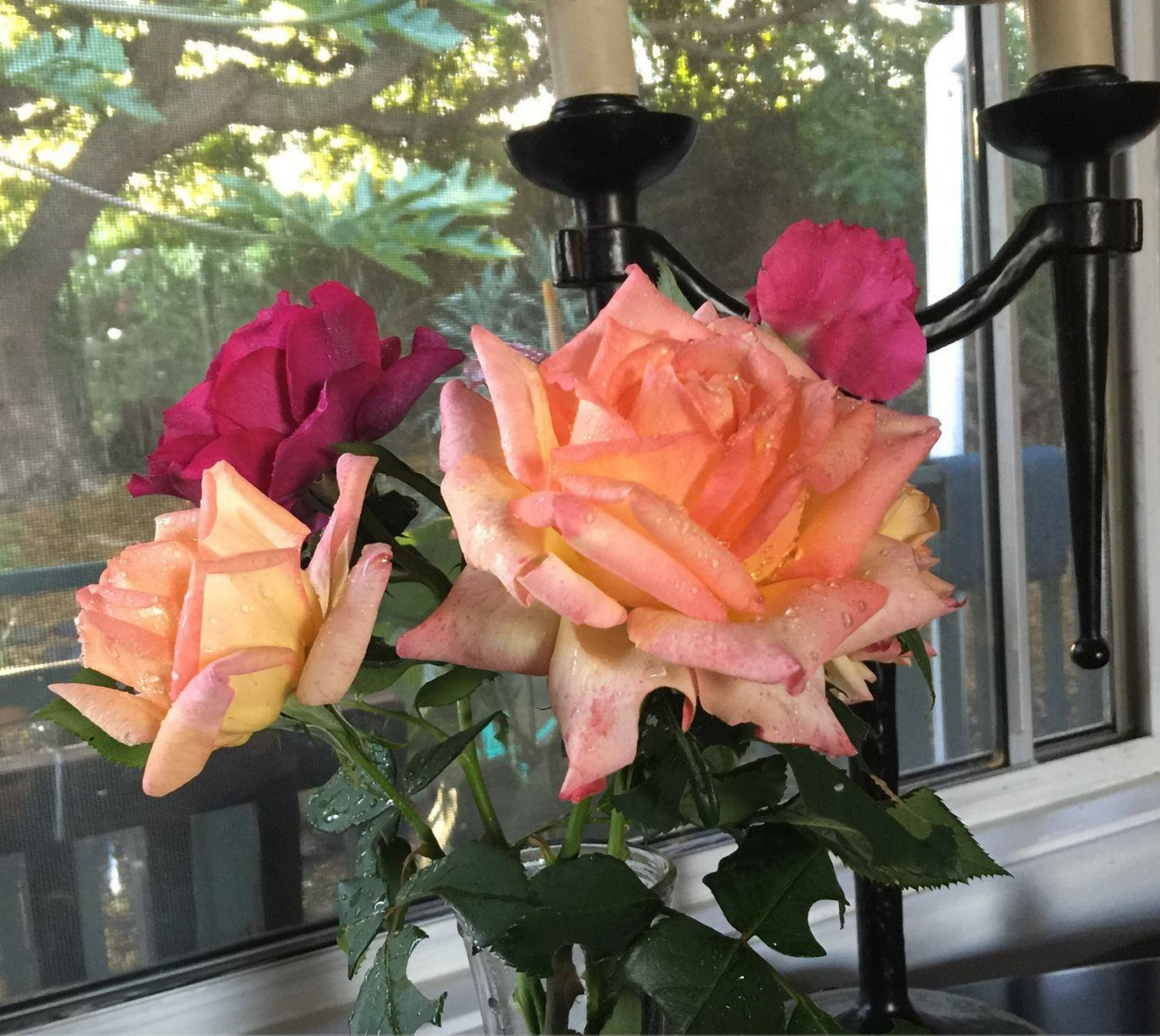 Potted Rose Bushes ~ The Barbara Jean Special