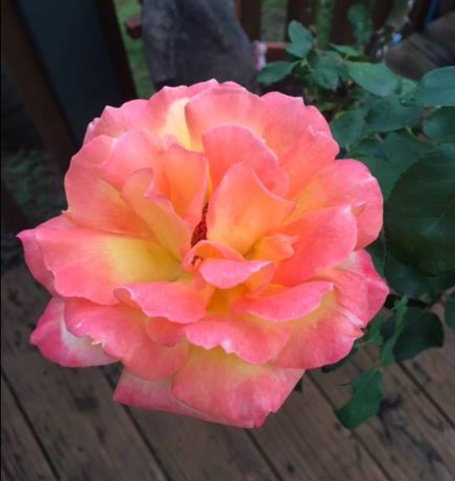 Potted Rose Bush ~ The Barbara Jean