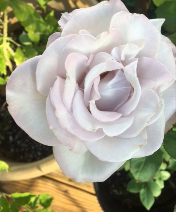 Potted Rose Bush ~ The Barbara Jean