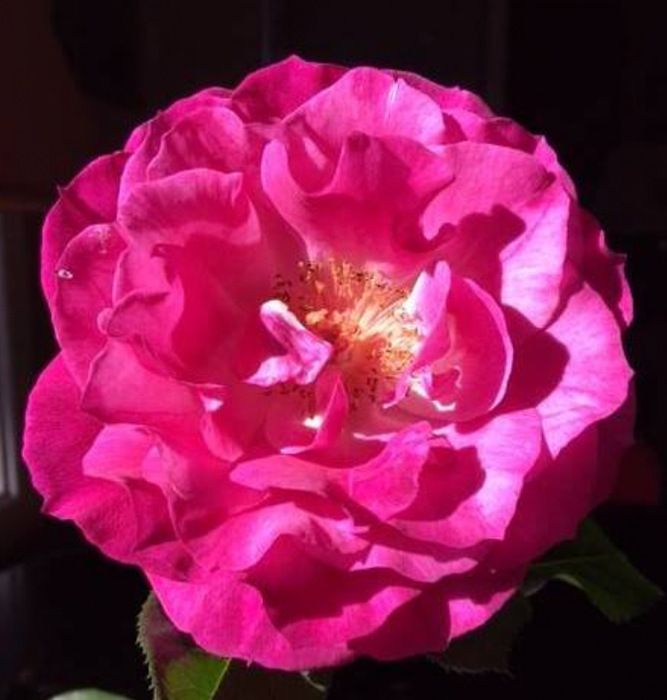 Potted Rose Bush ~ The Barbara Jean