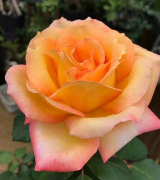 Potted Rose Bushes ~ The Barbara Jean Special