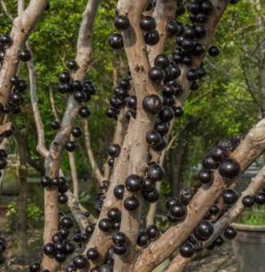 Fruit Tree for Valentine's "I love you like a lychee"