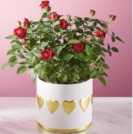 Rose Bushes Potted For Valentine's - Door Door Delivery Available