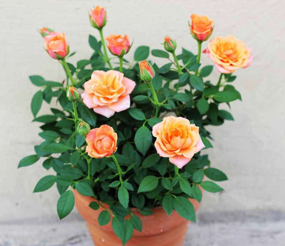 Mini Potted Rose Gift