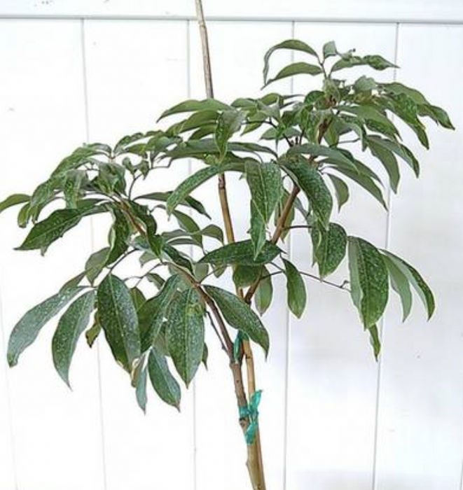 Specailty Fruit Trees