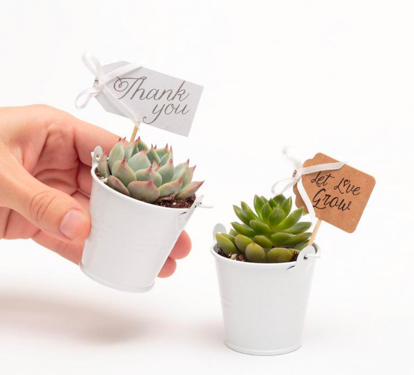 Wedding Event Rosette Succulents Plant with White Metal Pails and Let Love Grow Tags
