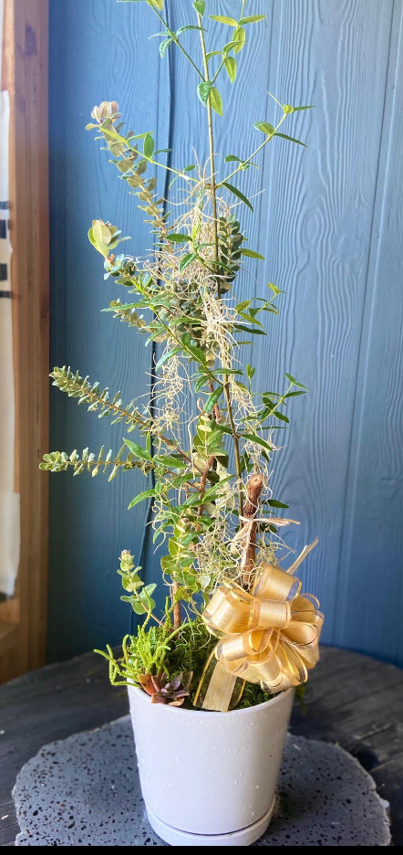 Ohia In a Heart Themed Pot