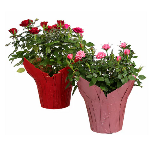 Love me ~ Valentine's Special - Mini Potted Roses