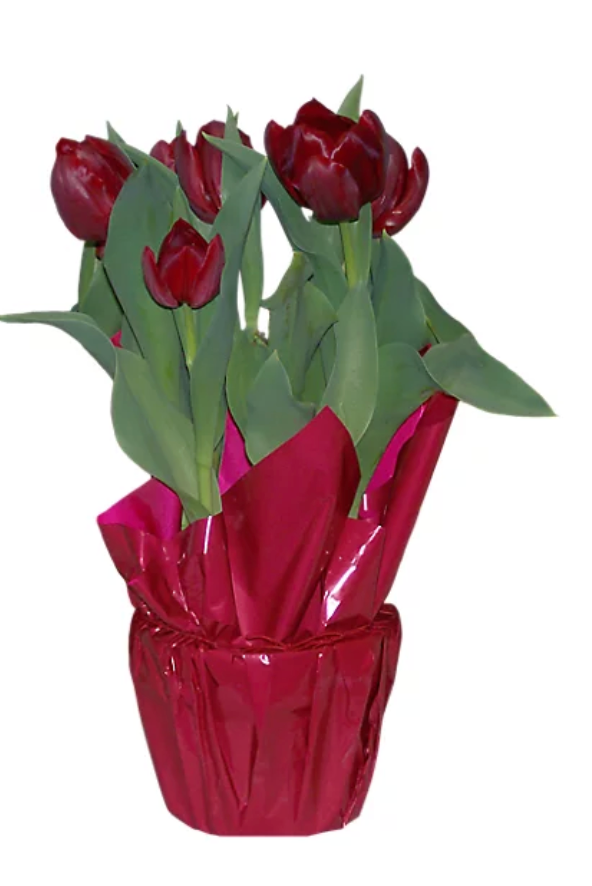 Tulips
