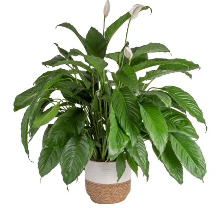 Peace Lily ~ Calms and harmonizes ~ Air Purifying