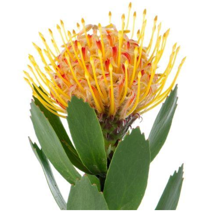Maui Protea Flower Plants