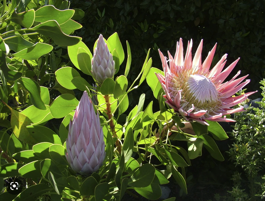 Maui Protea Flower Plants – Lehua's Forest, Flower Arrangements