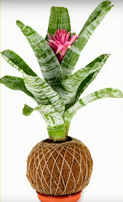 Kokedamas こけだま