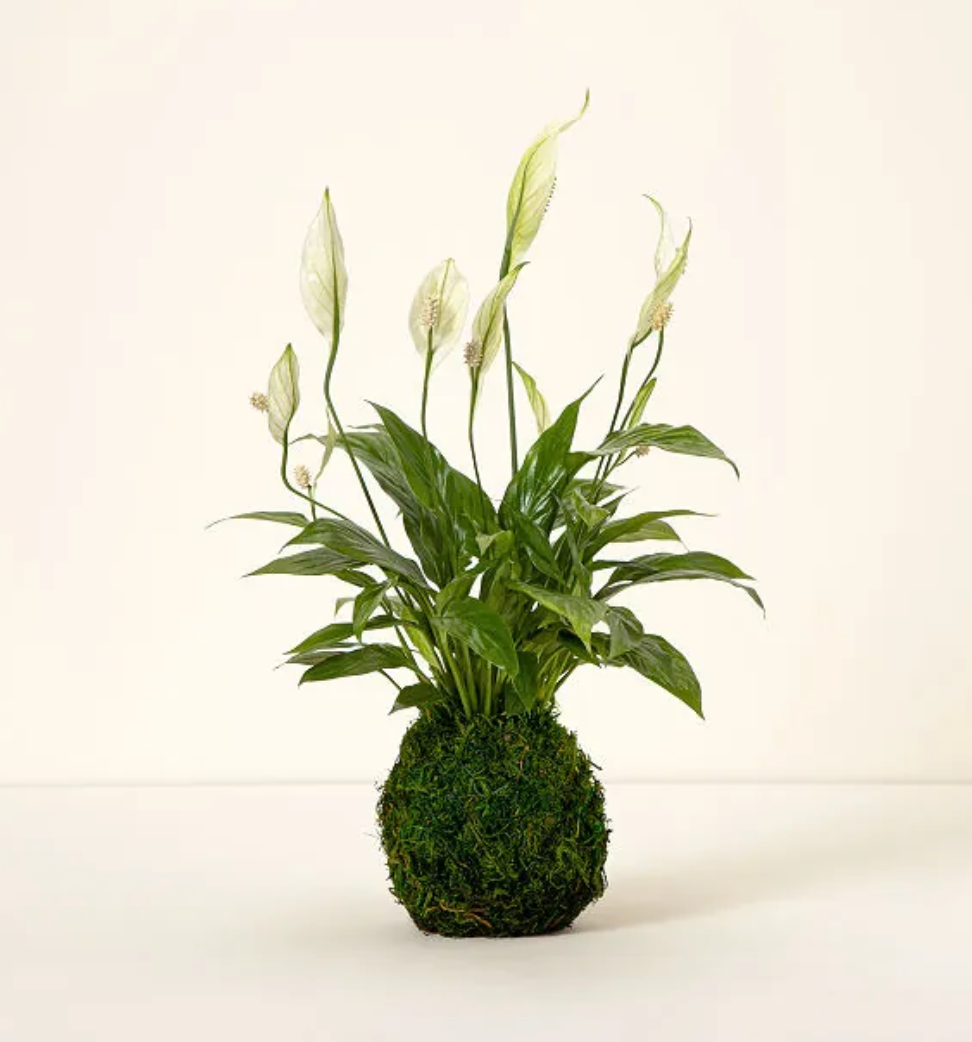 Peace Lily ~ Calms and harmonizes ~ Air Purifying