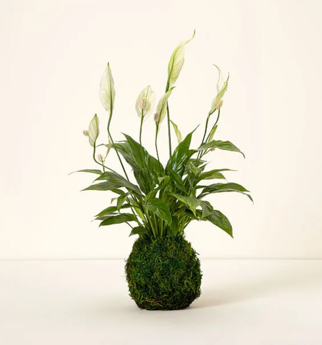 kokedama peace lily Maui Kokedama Flower Delivery ~ Mother's Day and Every day specials — Lehua's Forest, Flower Arrangements & Fruit Trees