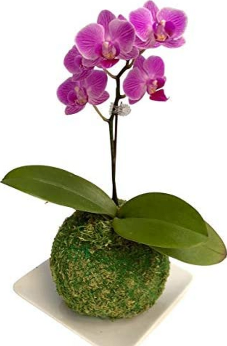 Kokedamas こけだま