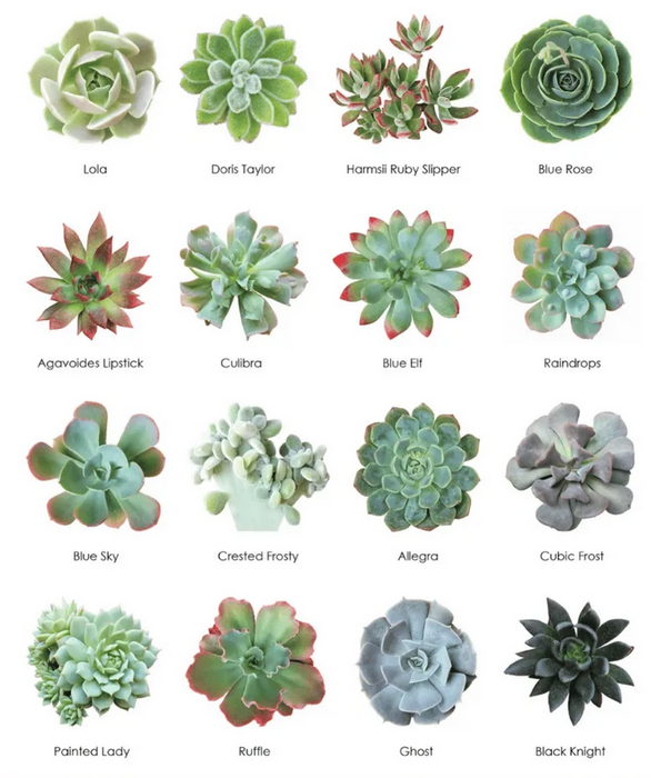 forest succulents Wholesale Succulents 50 — Lehua's Forest, Flower Arrangements & Fruit Trees