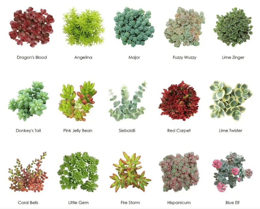 types of succulent fruits Wholesale Succulents 50 — Lehua's Forest, Flower Arrangements & Fruit Trees