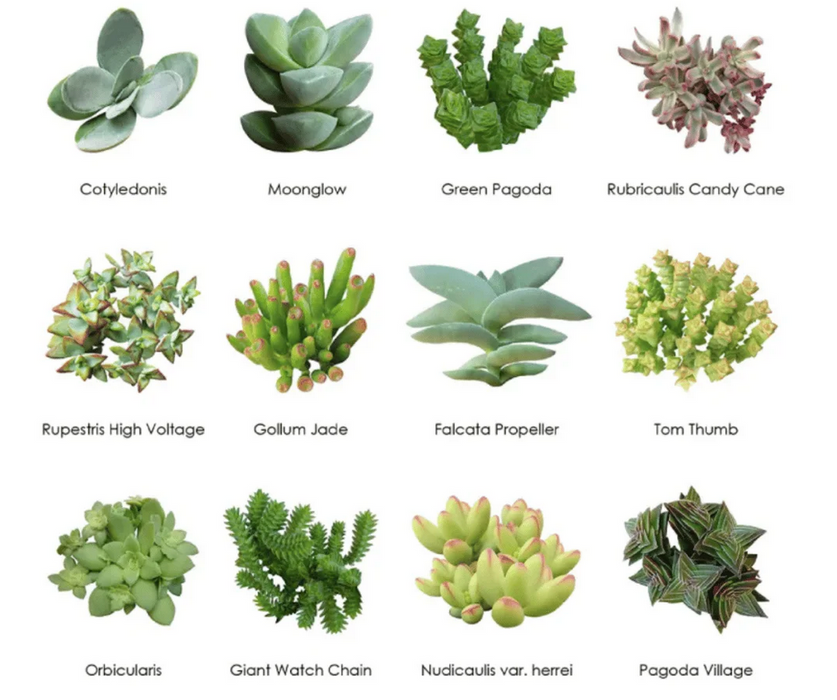 wholesale succulent plants for sale Wholesale Succulents 50 — Lehua's Forest, Flower Arrangements & Fruit Trees