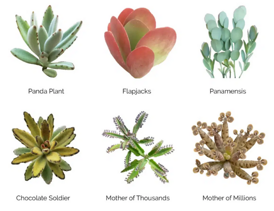 pictures of succulent plants and their names Wholesale Succulents 50 — Lehua's Forest, Flower Arrangements & Fruit Trees