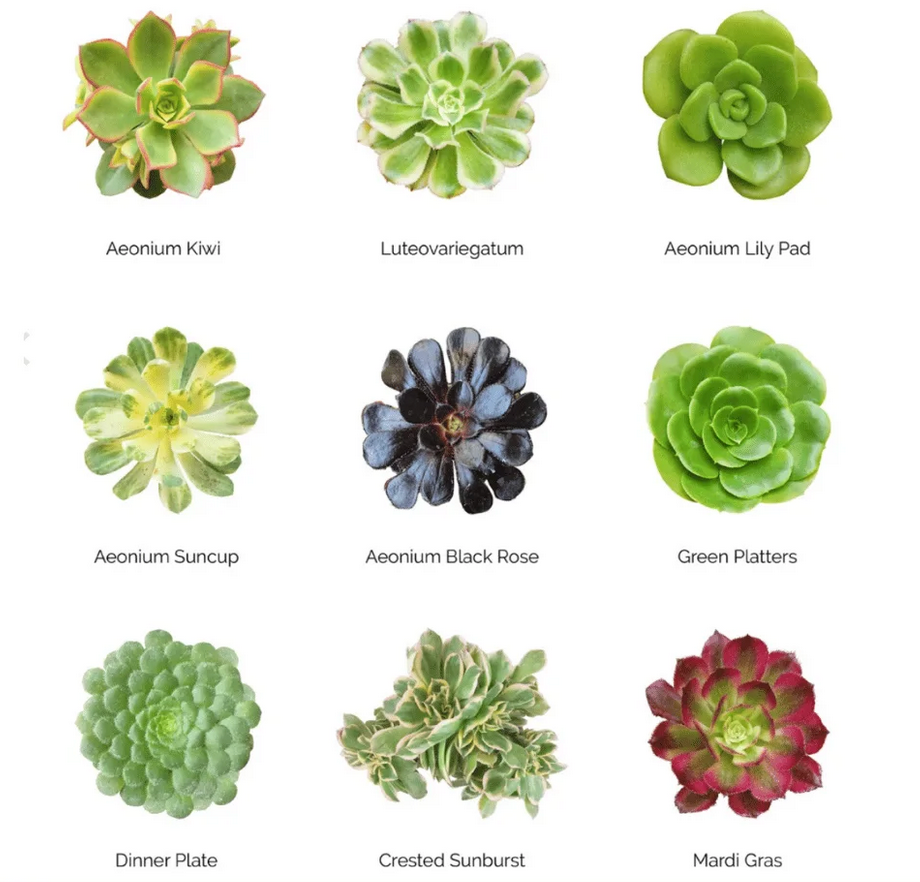 Wholesale Succulents 50