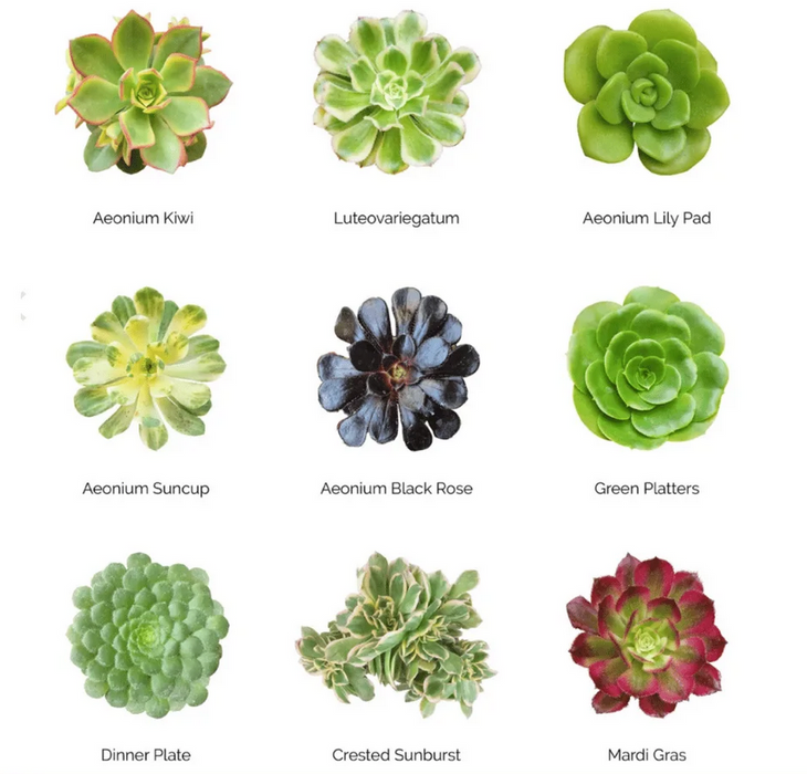 bulk succulents for sale Wholesale Succulents 50 — Lehua's Forest, Flower Arrangements & Fruit Trees