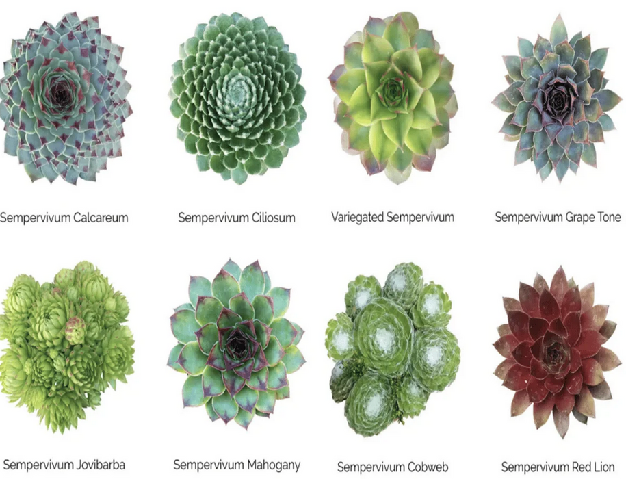 types of succulent fruits Wholesale Succulents 50 — Lehua's Forest, Flower Arrangements & Fruit Trees