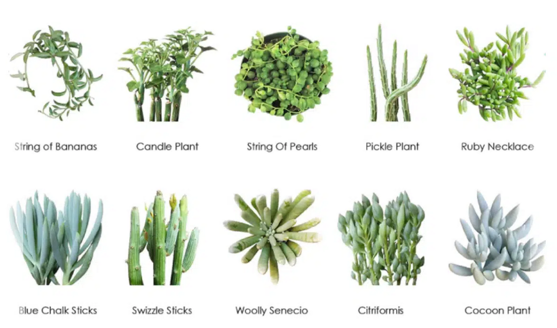 25 types of succulents with pictures Wholesale Succulents 50 — Lehua's Forest, Flower Arrangements & Fruit Trees