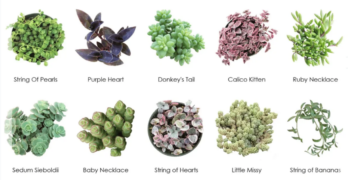 25 types of succulents with pictures Wholesale Succulents 50 — Lehua's Forest, Flower Arrangements & Fruit Trees
