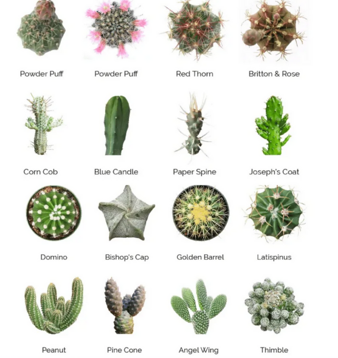 Wholesale Succulents 50