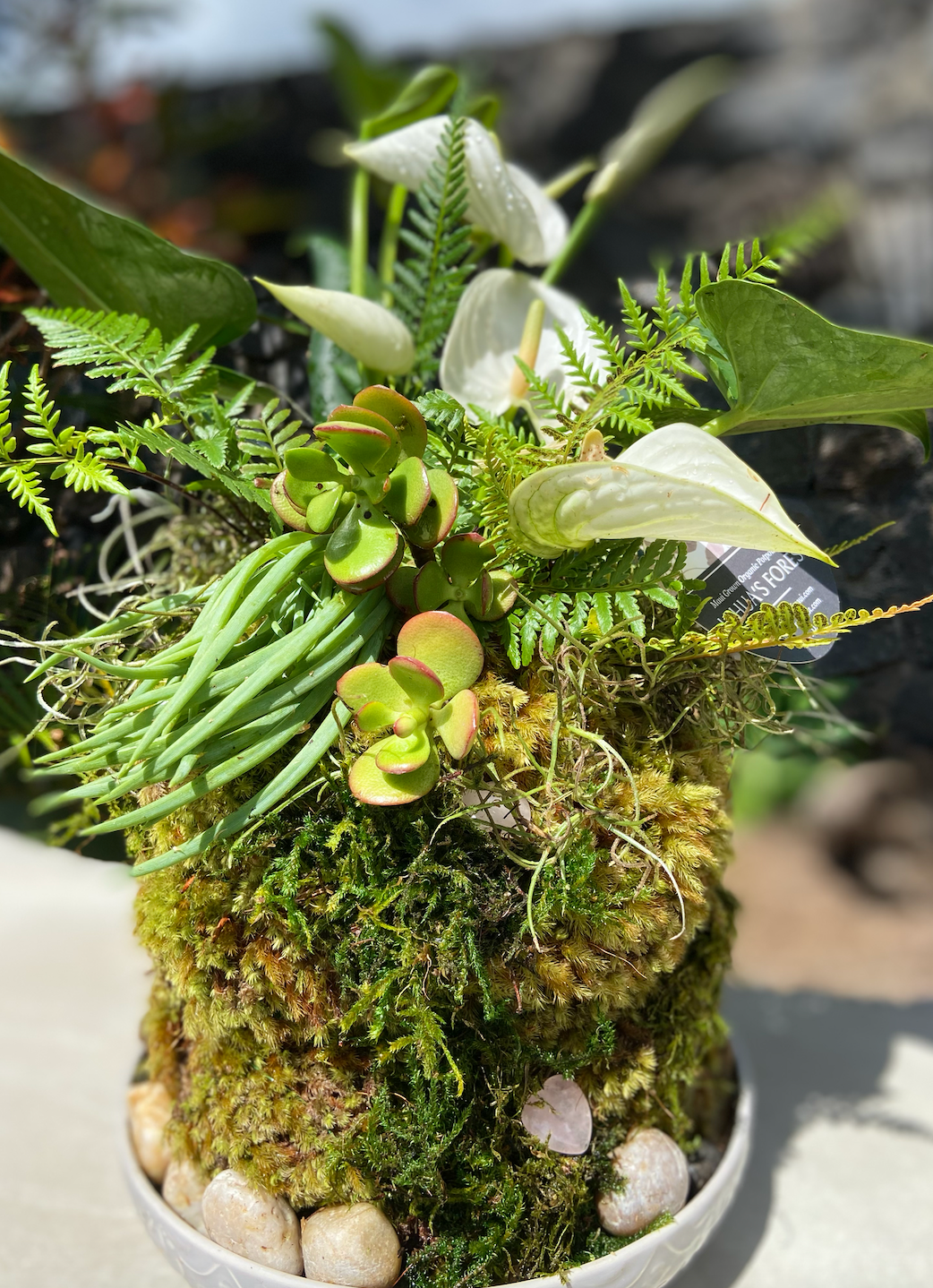 Maui Rainforest Kokedama, Fresh Grown Organic Maui Moss