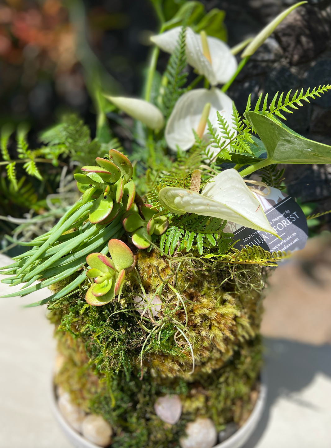 Maui Rainforest Kokedama, Fresh Grown Organic Maui Moss