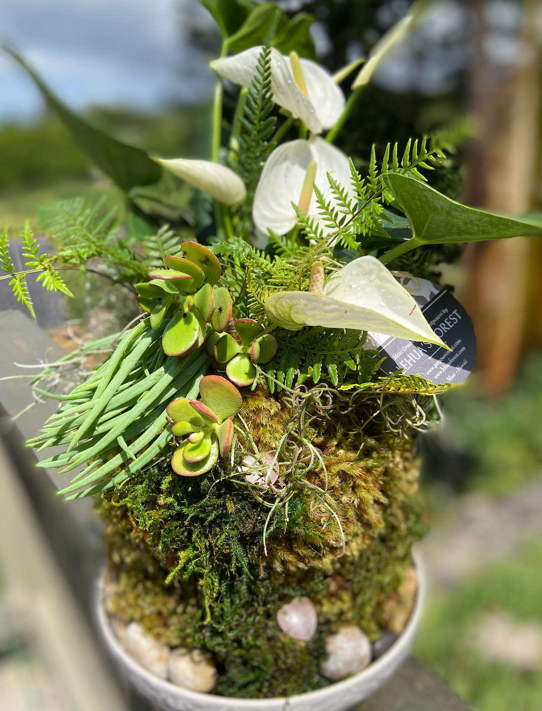 Maui Rainforest Kokedama, Fresh Grown Organic Maui Moss