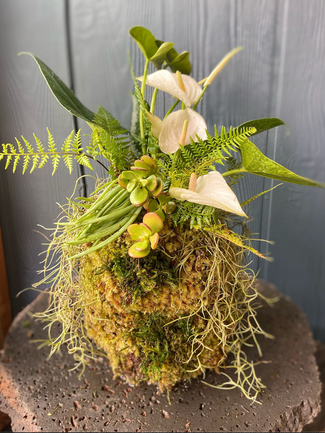 Maui Rainforest Kokedama, Fresh Grown Organic Maui Moss